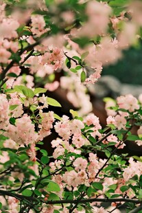 粉色樱花绽放枝头