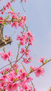 枝头绽放的粉嫩桃花