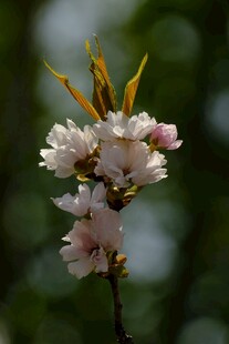 枝头绽放的粉嫩樱花