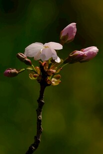 枝头绽放的粉嫩樱花