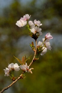 枝头绽放的粉嫩樱花
