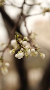 枝头绽放的樱花