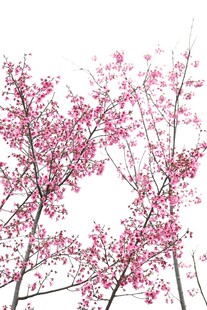 枝头樱花