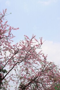 枝头绽放的粉嫩桃花