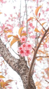 枝头樱花