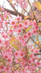 烂漫粉色樱花 