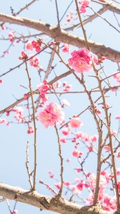枝头樱花