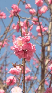 盛开的樱花