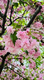 烂漫盛开的粉色樱花树