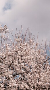 春日烂漫樱花绽放