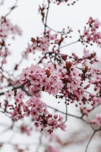 雪中绽放的粉嫩樱花