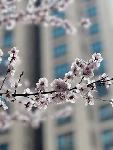 城市中绽放的粉嫩樱花