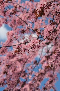 烂漫樱花枝头绽