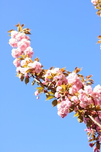 枝头樱花