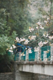 桥上樱花绽放