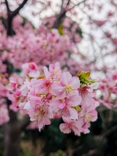 烂漫粉色樱花绽放