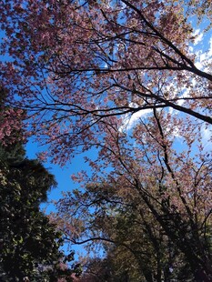 春日烂漫樱花树景