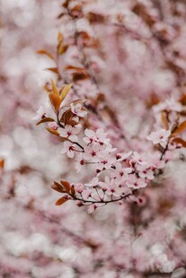 枝头绽放的粉嫩樱花