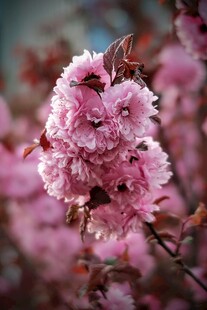 粉嫩樱花绽放枝头
