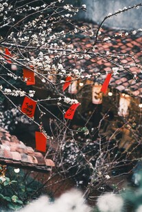 枝头樱花