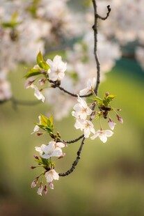 春日绽放的美丽樱花枝