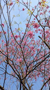枝头樱花