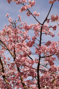 春日烂漫樱花枝头绽放
