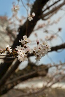 枝头绽放的烂漫樱花