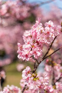 烂漫粉色樱花枝头绽放