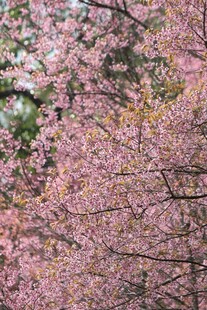 烂漫樱花树景