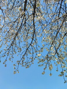 蓝天映衬下的樱花