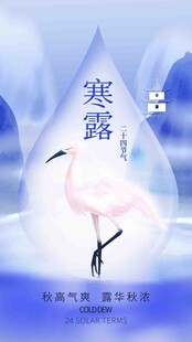 寒露时节的优雅火烈鸟