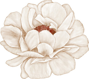 白色花朵手绘插画