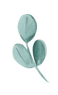 手绘浅绿色叶片植物插画