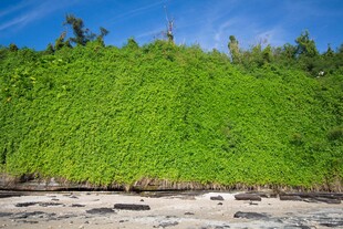 海岸边茂盛的绿色植被