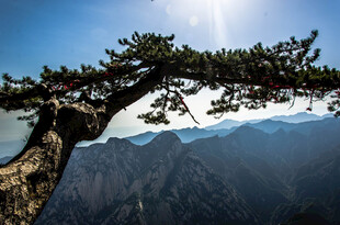 黄山奇松傲立群山之巅