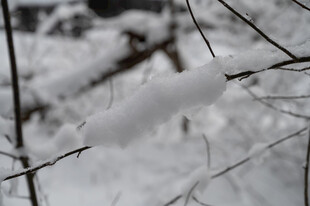 枝头覆雪的冬日景象