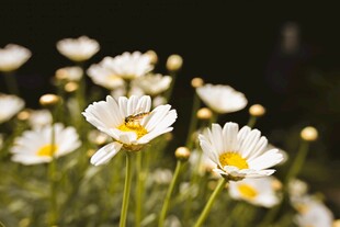 阳光下绽放的清新小雏菊
