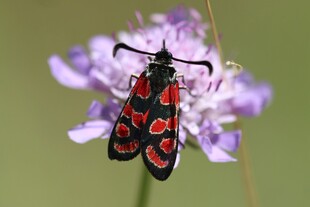 红黑斑点蛾停驻紫色花朵