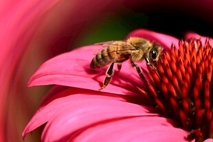 蜜蜂采蜜于娇艳粉花上