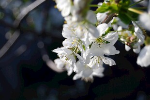 洁白樱花绽放枝头