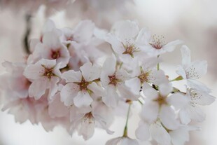 绽放的美丽樱花