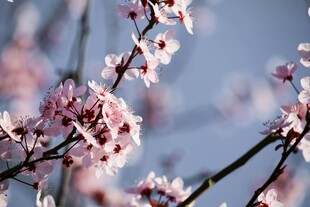 枝头绽放的粉嫩樱花