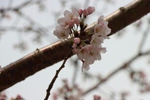 枝头绽放的粉嫩樱花
