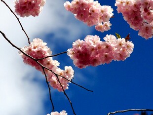 蓝天映衬下的娇艳樱花