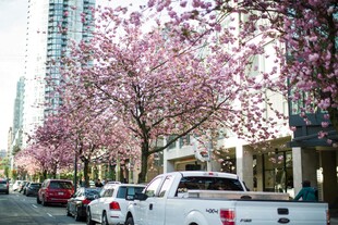 城市街道盛开的烂漫樱花