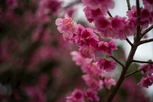粉色烂漫桃花枝