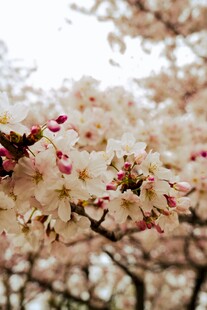 烂漫樱花绽放