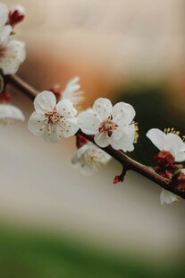枝头绽放的素雅杏花