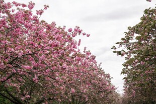 樱花大道烂漫粉色花景